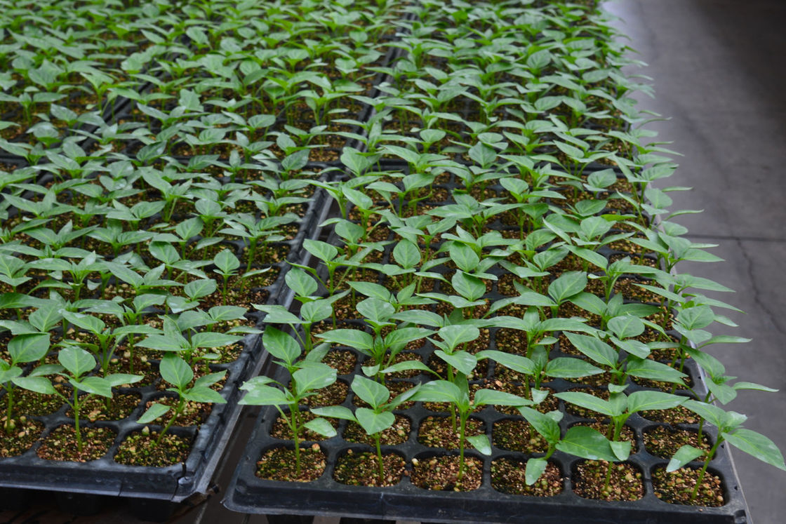 128 cellule PS vassoi di semina di plastica per vivaio di ortaggi vassoi di germinazione delle piante spesse da 0,8 mm a 1,0 mm