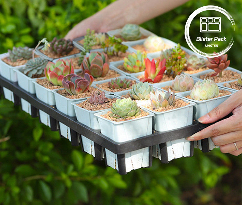 Piantone di plastica resistente 24 buchi Piantone per la coltivazione di piante succulente per giardini