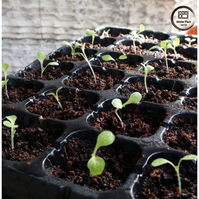 50 buchi di piantagione di sementi, piattaforma di moltiplicazione in plastica dura per la coltivazione di giardini domestici