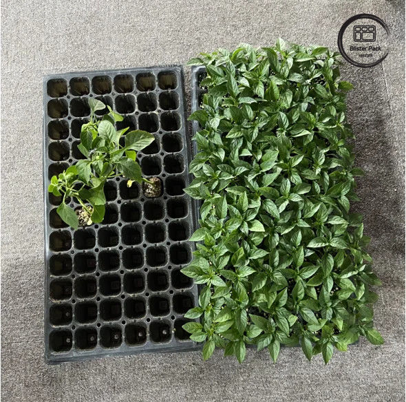 50 cellule di semina piattaforma di collaudo vassoio materiale PS durevole per una crescita efficiente delle seminicole